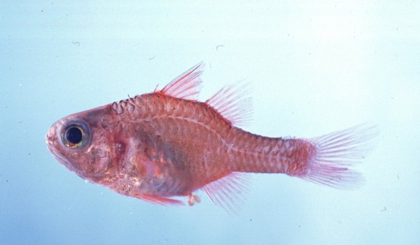 Cryptic cardinalfish (Apogon coccineus) — Apogonidae — 2