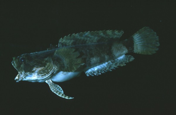 Humpback toadfish (Chatrabus melanurus) — Batrachoididae — 3
