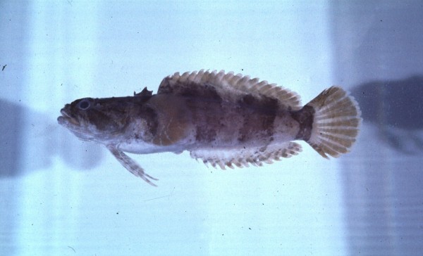 Humpback toadfish (Chatrabus melanurus) — Batrachoididae — 4
