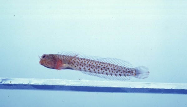 Many-spotted blenny (Laiphognathus multimaculatus) — Blenniidae — 2