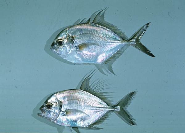 Longfin trevally (Carangoides armatus) — Carangidae
