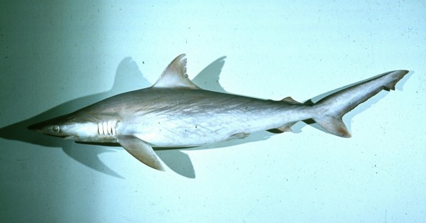Hardsnuithaai (Carcharhinus macloti) — Carcharhinidae — 5