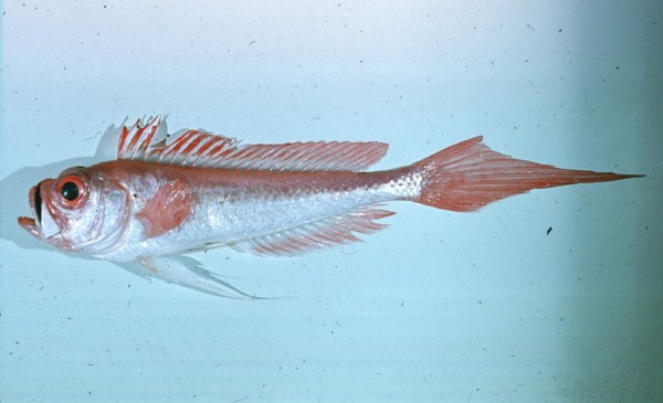 Weber's spinejaw (Owstonia weberi) — Cepolidae