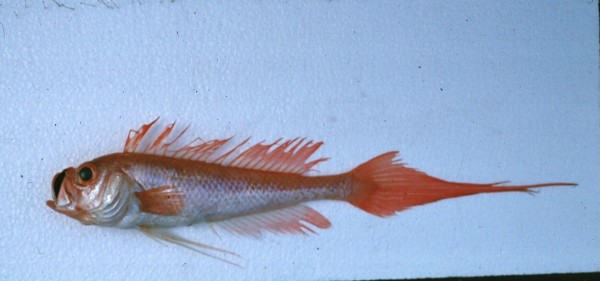 Weber's spinejaw (Owstonia weberi) — Cepolidae — 3