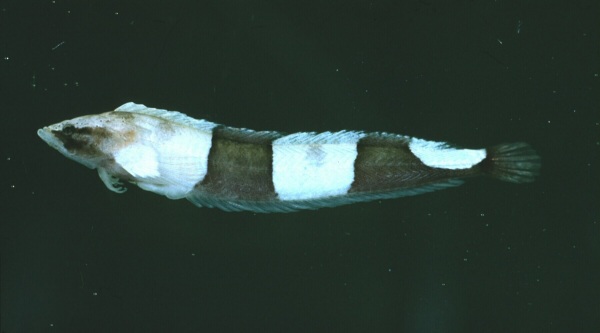 Elongate klipfish (Cancelloxus elongatus) — Clinidae