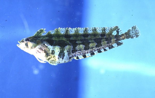 Laurent's klipfish (Pavoclinus laurentii) — Clinidae — 5