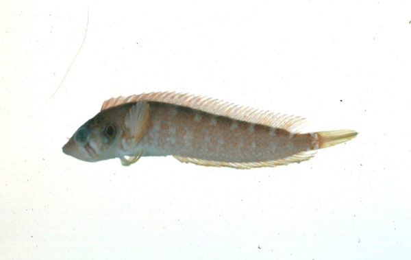 Deepwater klipfish (Pavoclinus profundus) — Clinidae — 3
