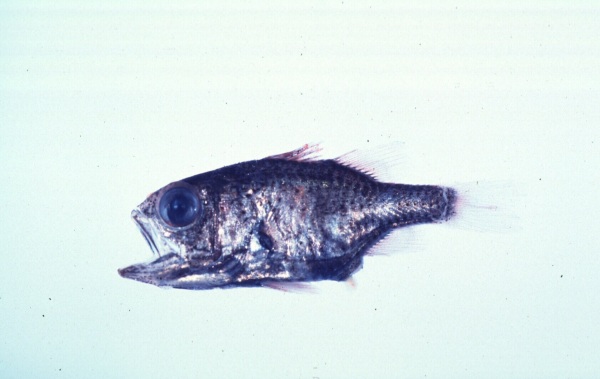 Mozambique siphonfish (Siphamia mossambica) — Apogonidae — 5