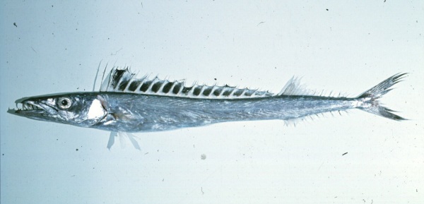 Black snoek (Thyrsitoides marleyi) — Gempylidae — 4