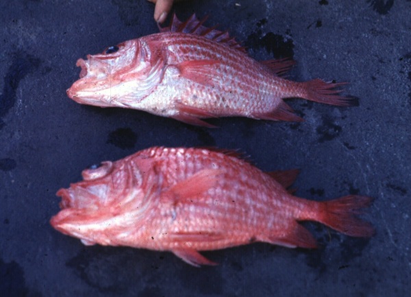 Deepwater soldierfish (Ostichthys kaianus) — Holocentridae — 5