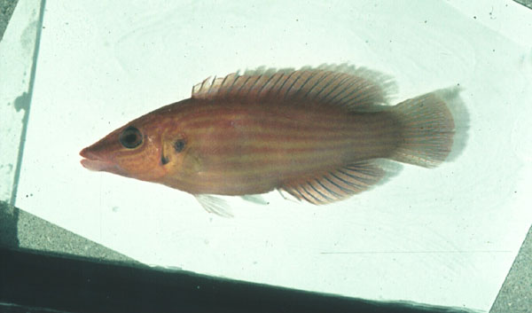 Twospot wrasse (Pseudocheilinus dispilus) — Labridae — 3