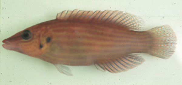 Twospot wrasse (Pseudocheilinus dispilus) — Labridae — 2