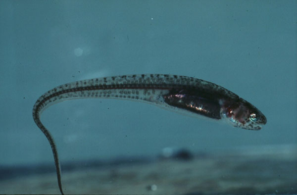 Star pearlfish (Carapus mourlani) — Carapidae — 4
