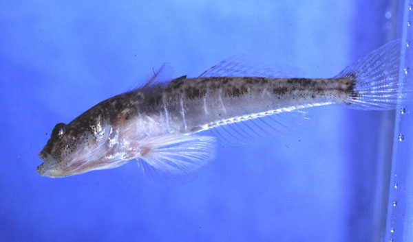 Knysna sandgoby (Psammogobius knysnaensis) — Gobiidae — 5
