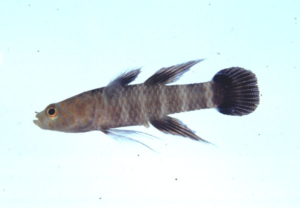 Doublespot coralgudgeon (Calumia godeffroyi) — Eleotridae — 4