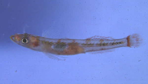 Lewis' pygmy goby (Rotuma lewisi) — Xenisthmidae — 2