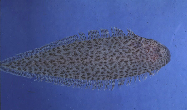 Lined tonguesole (Cynoglossus itinus) — Cynoglossidae