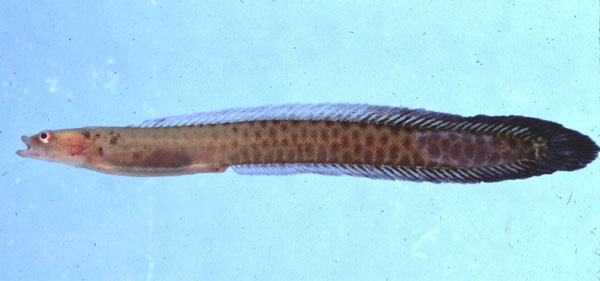 Shaka longfin (Halimuraena shakai) — Pseudochromidae — 3