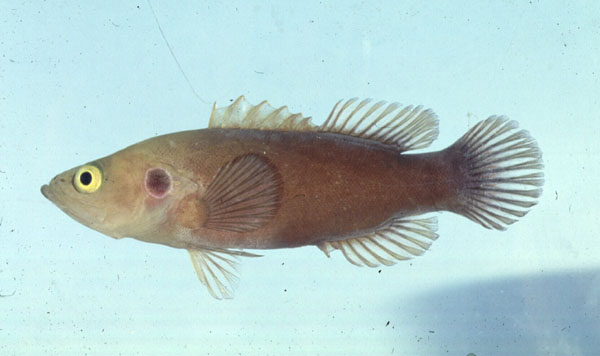 Ocellated soapfish (Grammistops ocellatus) — Serranidae — 5