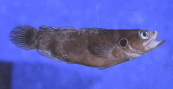 Ocellated soapfish (Grammistops ocellatus) — Serranidae — 3