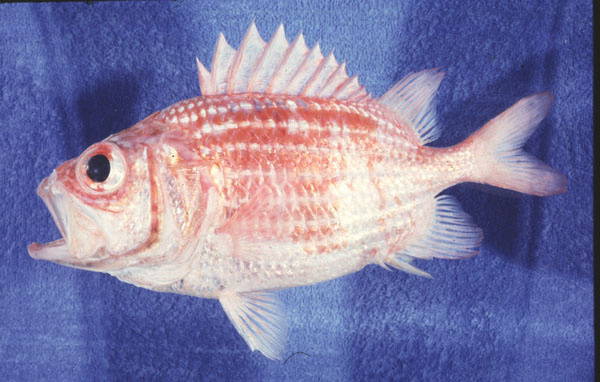Deepwater soldierfish (Ostichthys kaianus) — Holocentridae — 4
