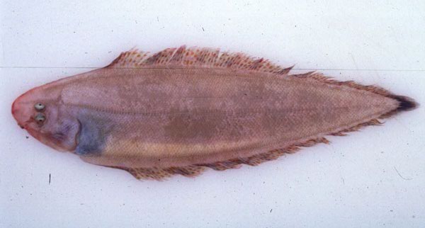 Zanzibar tonguesole (Cynoglossus zanzibarensis) — Cynoglossidae — 4