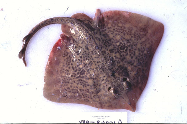 Biscuit skate (Raja straeleni) — Rajidae — 3