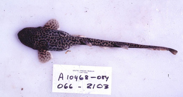 Izak (Holohalaelurus regani) — Scyliorhinidae — 2