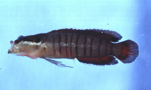 Banded longfin (Belonepterygion fasciolatum) — Plesiopidae — 4