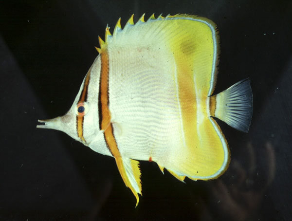 Gerande snavelkoraalvlinder (Chelmon marginalis) — Chaetodontidae — 3