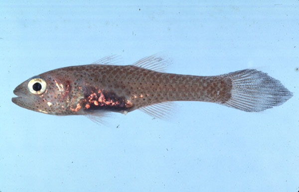 Hayashi's cardinalfish (Pseudamia hayashii) — Apogonidae — 3