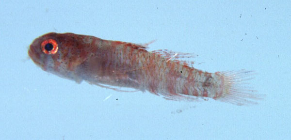 Clouded pygmygoby (Eviota nebulosa) — Gobiidae — 3