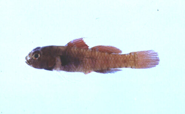 Singlespot dwarfgoby (Eviota monostigma) — Gobiidae
