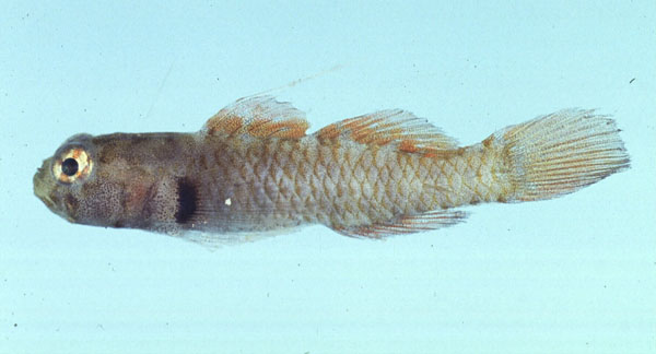 Singlespot dwarfgoby (Eviota monostigma) — Gobiidae — 2