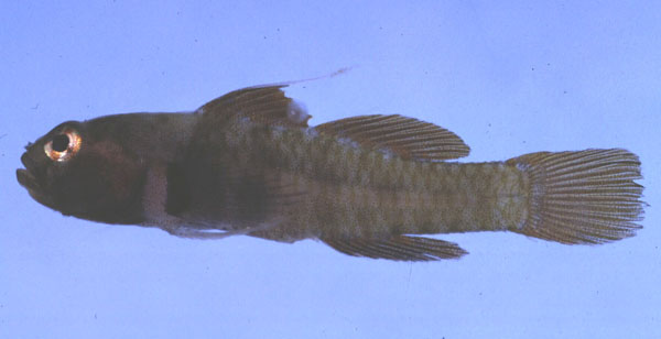 Singlespot dwarfgoby (Eviota monostigma) — Gobiidae — 3