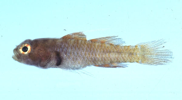 Singlespot dwarfgoby (Eviota monostigma) — Gobiidae — 4