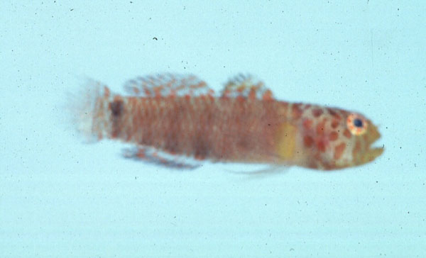 Clouded pygmygoby (Eviota nebulosa) — Gobiidae — 2