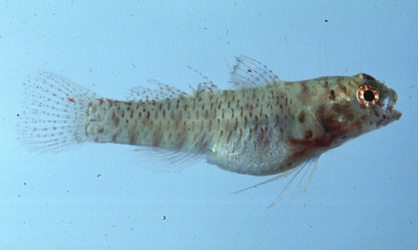 Queensland dwarfgoby (Eviota queenslandica) — Gobiidae — 2