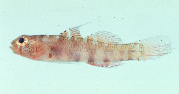 Queensland dwarfgoby (Eviota queenslandica) — Gobiidae — 3