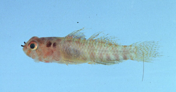 Roodstip-dwerggrondel (Eviota sparsa) — Gobiidae — 2