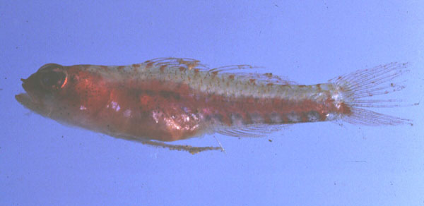Signalfin dwarfgoby (Eviota sigillata) — Gobiidae — 2