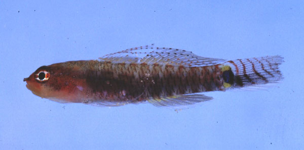 Five-bar pygmy-goby (Eviota zebrina) — Gobiidae — 2