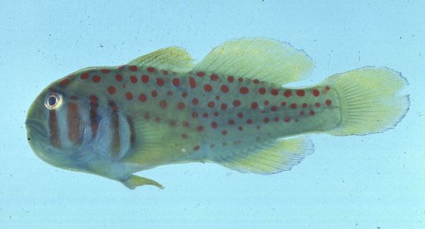 Blauwvlek-koraalgrondel (Gobiodon histrio) — Gobiidae — 2