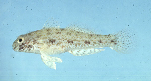 Largetooth goby (Macrodontogobius wilburi) — Gobiidae — 5