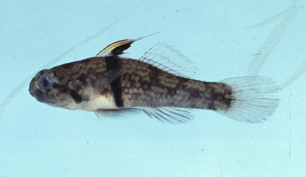 Banded gudgeon goby (Redigobius balteatus) — Gobiidae — 3