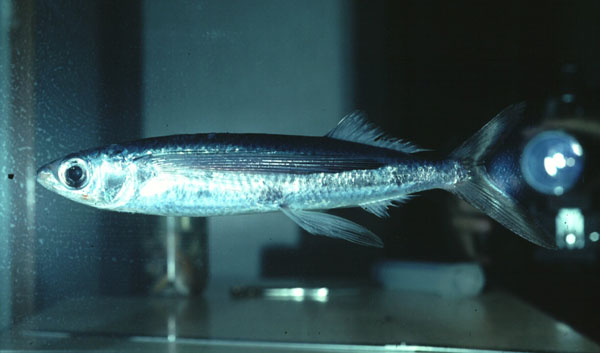 Narrowhead flyingfish (Cypselurus angusticeps) — Exocoetidae