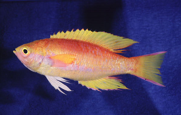 Goldie (Callanthias legras) — Callanthiidae — 2