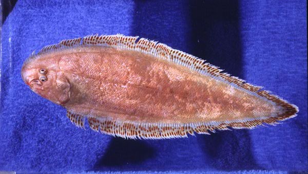 Zanzibar tonguesole (Cynoglossus zanzibarensis) — Cynoglossidae — 2