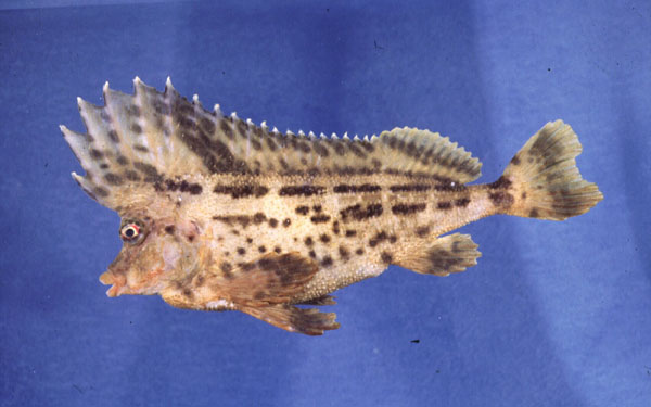Smooth horsefish (Congiopodus torvus) — Congiopodidae — 3
