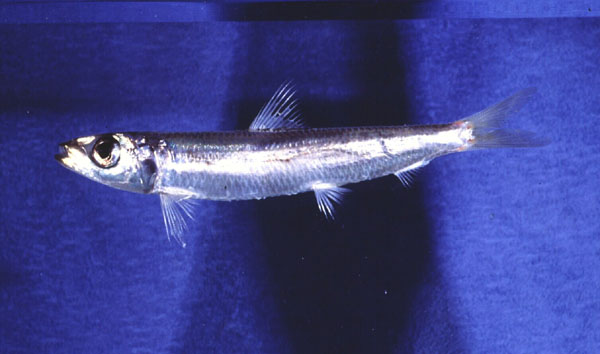 Redeye (Etrumeus whiteheadi) — Dussumieriidae